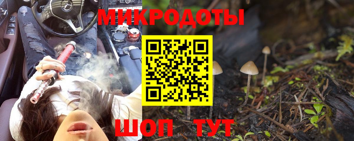 Галлюциногенные грибы Psilocybe Лабинск
